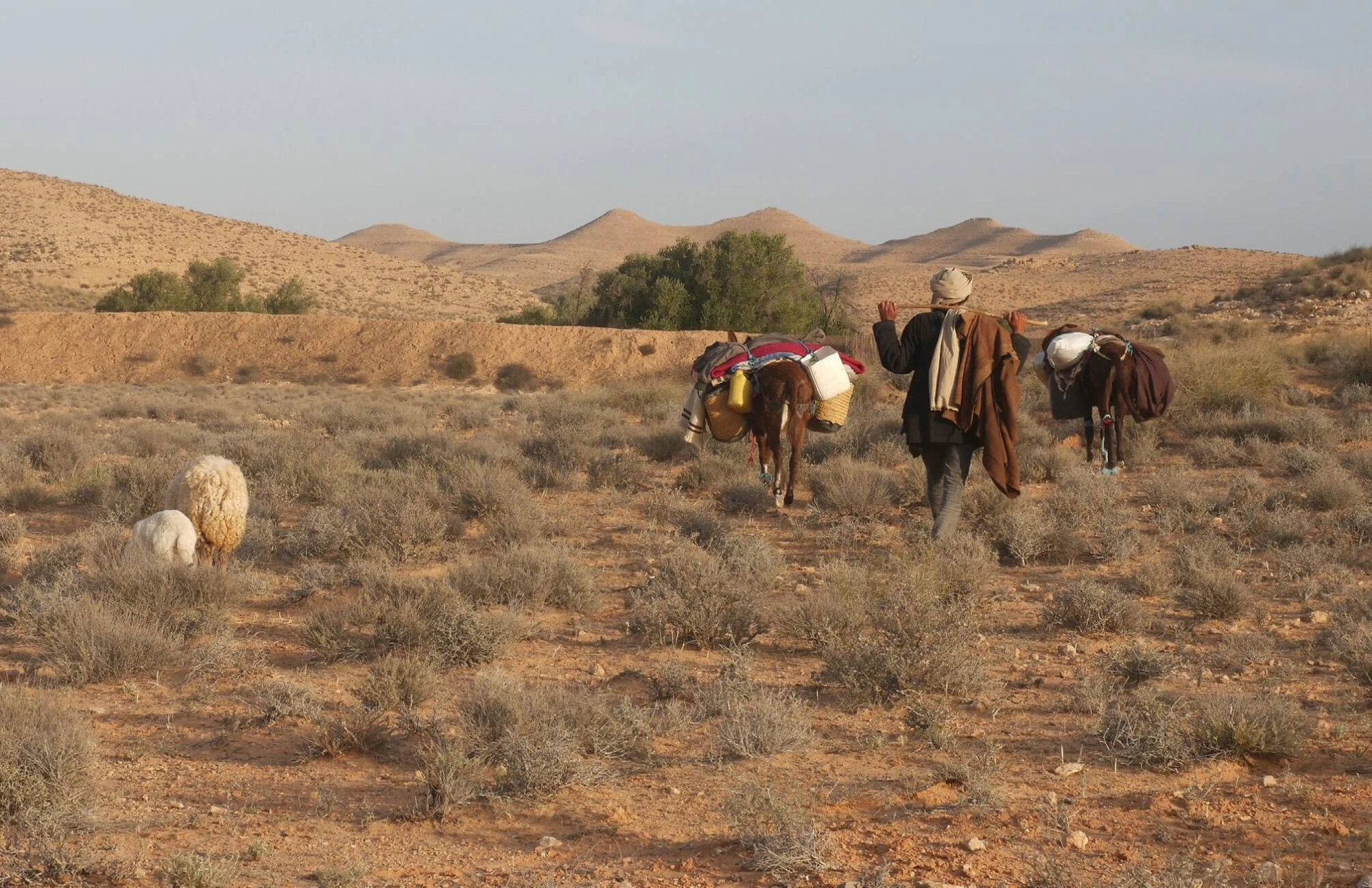 Episode 1: What can we learn from the world of pastoralism for wider agrarian struggles? Promo Image